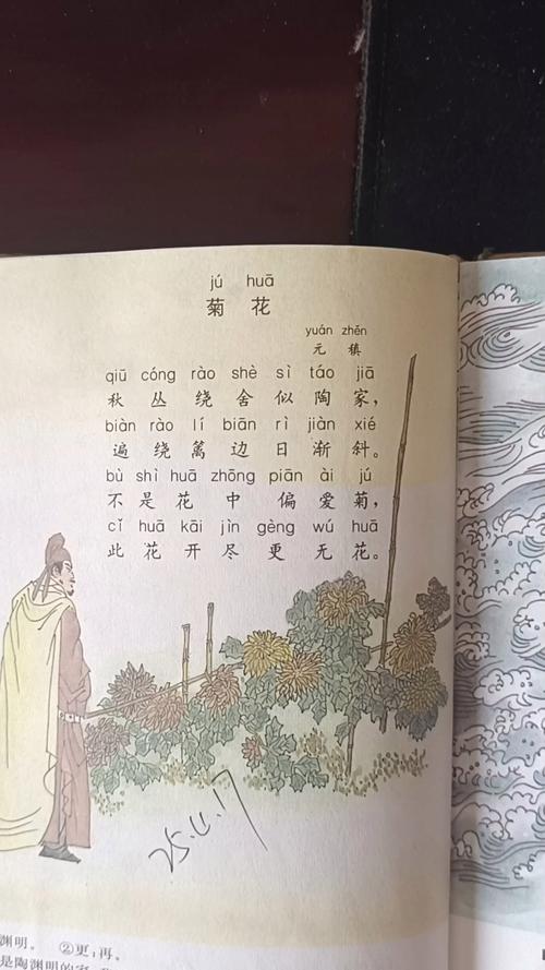 菊花的诗歌-图2