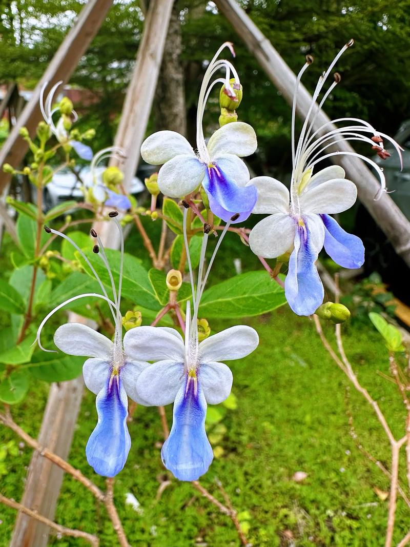 蓝蝴蝶的诗意何在？-图1