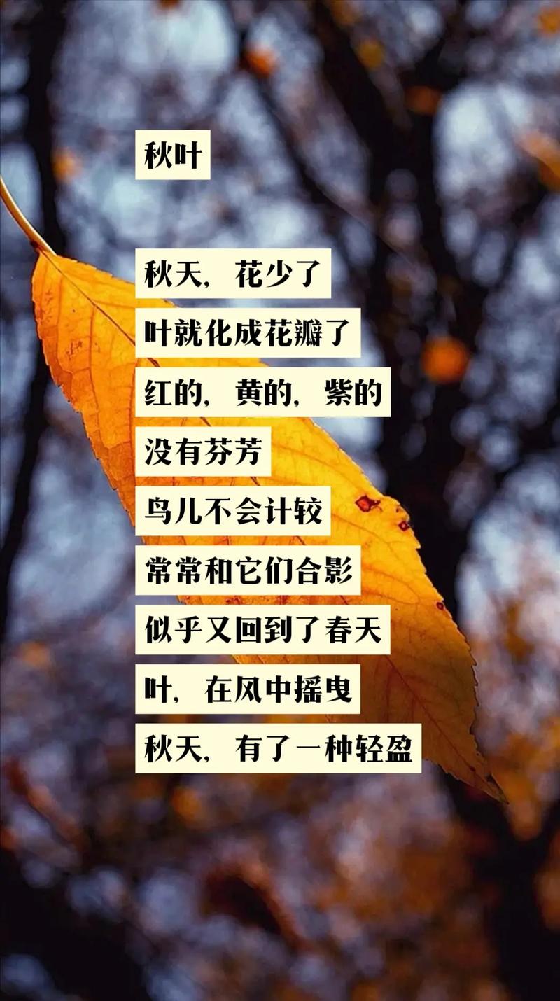 秋叶现代诗歌-图2 秋叶现代诗歌-图2