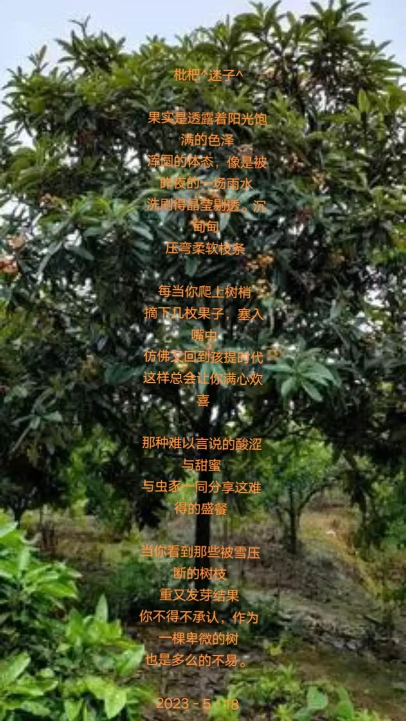 枇杷诗里藏何情?-图1 枇杷诗里藏何情?-图1