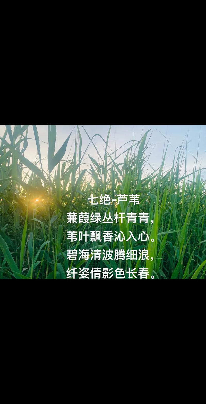 芦苇诗中藏着什么？-图2