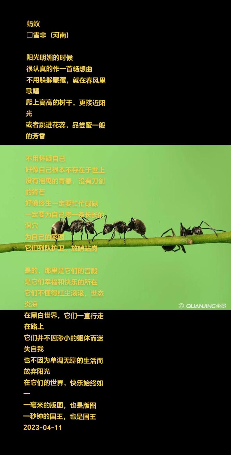 蚂蚁也懂写诗吗？-图2