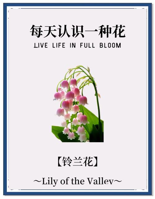 铃兰诗中藏何情？-图1