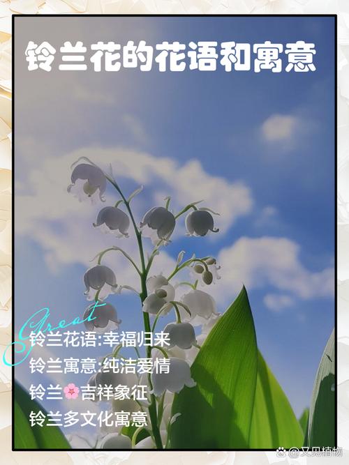 铃兰诗中藏何情？-图2