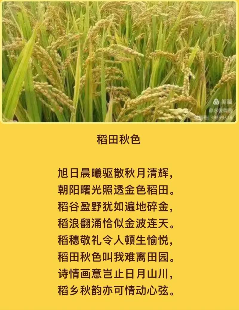 秋诗丰收，何为最美？-图1