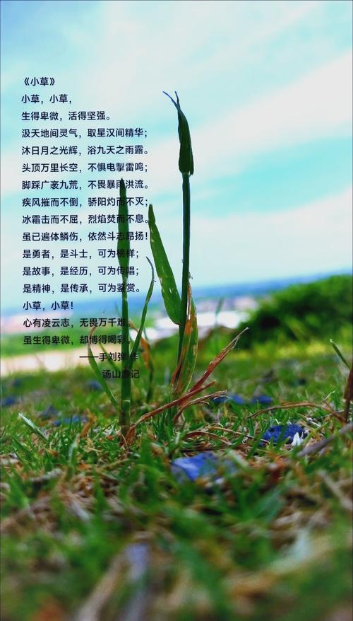 小草诗集藏着怎样的诗意？-图1