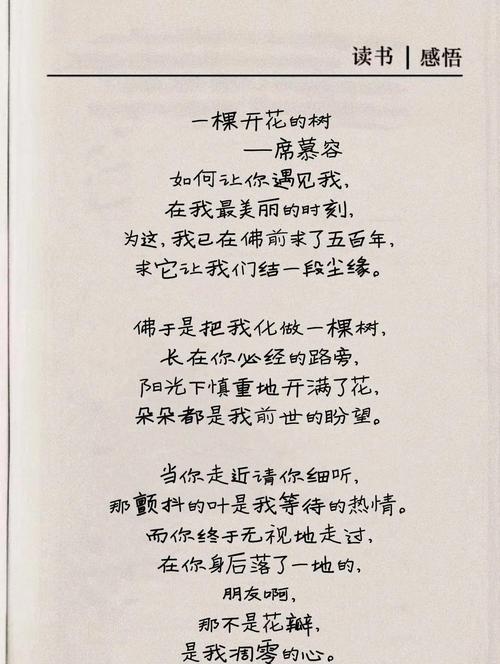 木棉花 诗歌-图3