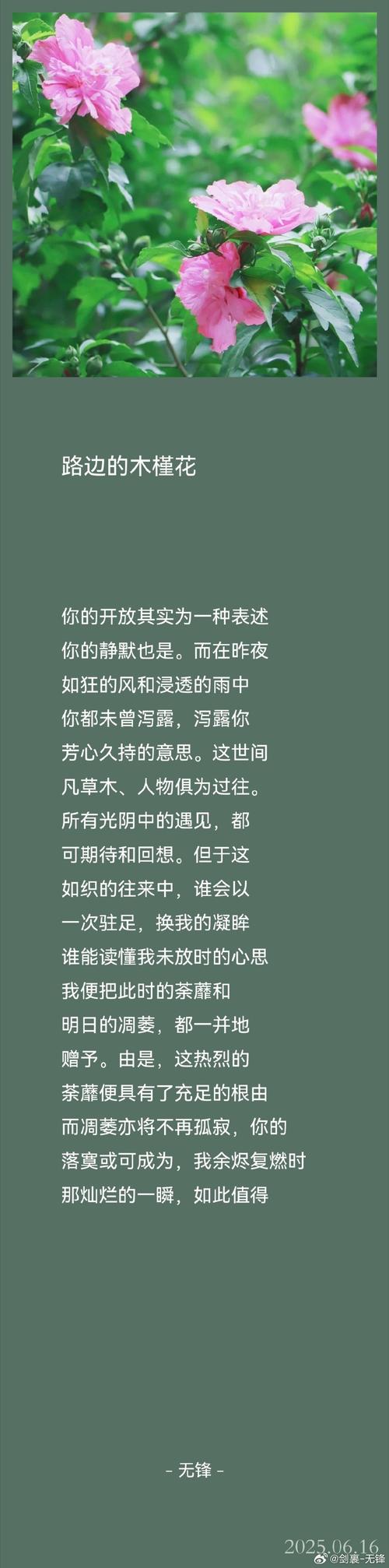 木槿诗中藏了什么深意？-图1