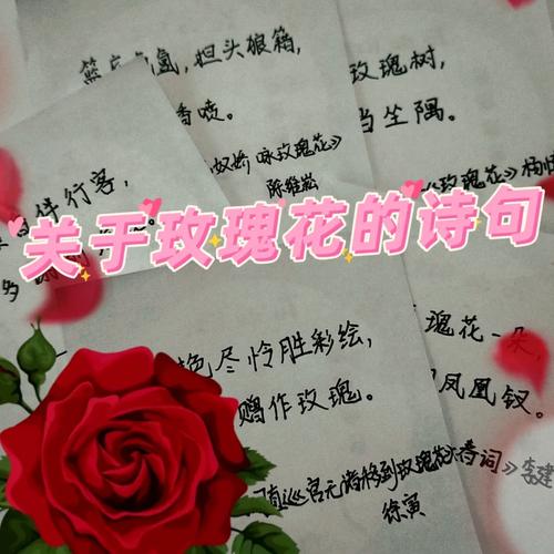 玫瑰诗中藏何情？-图1