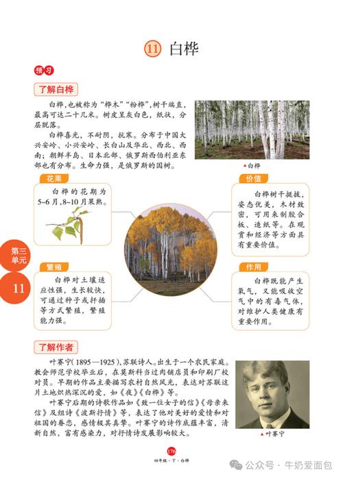 白桦诗歌的意思-图2