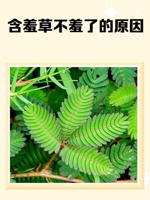 诗歌含羞草,藏着什么秘密?-图2 诗歌含羞草,藏着什么秘密?-图2