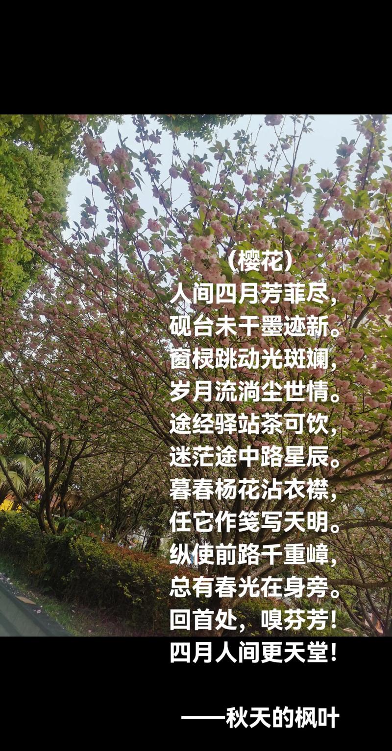 樱花的诗,藏着什么秘密?-图2 樱花的诗,藏着什么秘密?-图2
