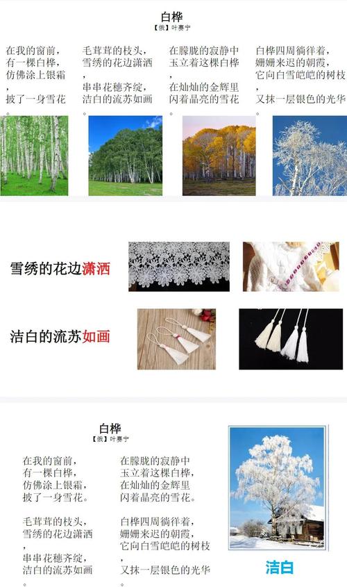 白桦诗歌有何独特魅力?-图1 白桦诗歌有何独特魅力?-图1