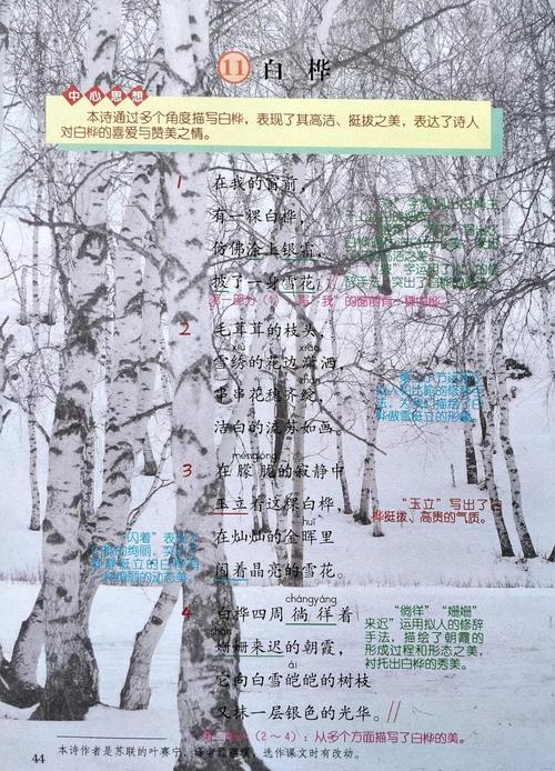 白桦诗歌有何独特魅力?-图2 白桦诗歌有何独特魅力?-图2
