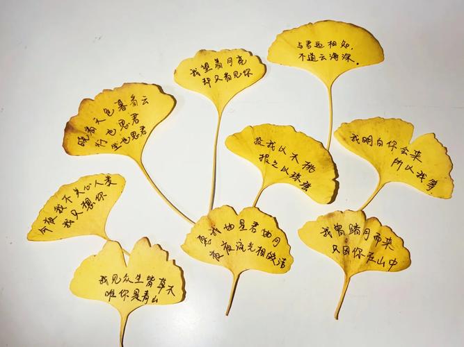 银杏叶里藏着怎样的诗意？-图2