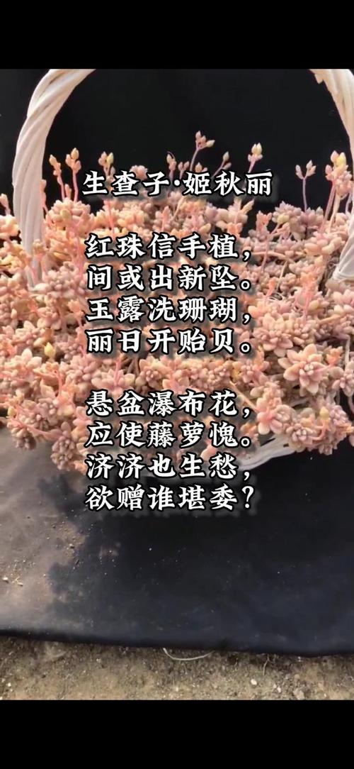 诗歌为何能像多肉般可爱？-图1