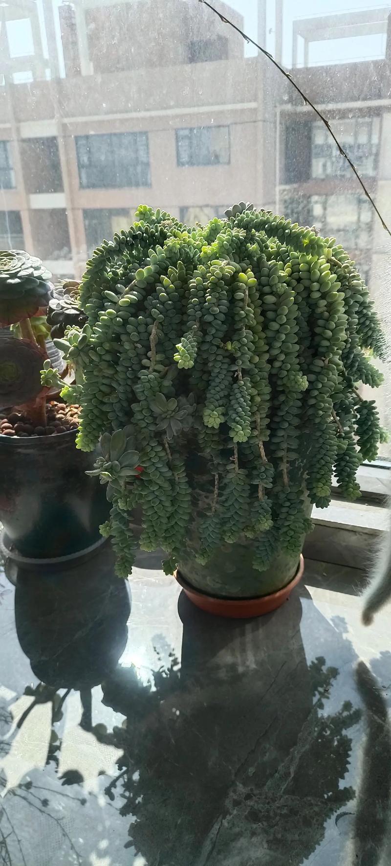 诗歌为何能像多肉般可爱？-图2