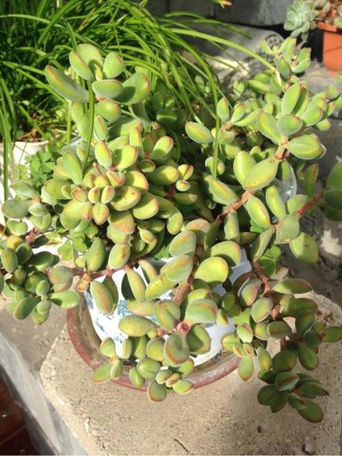 诗歌为何能像多肉般可爱？-图3