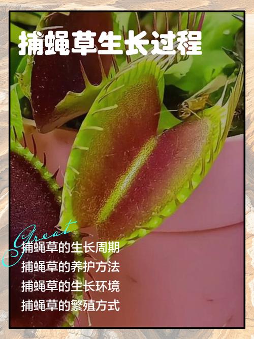 捕虫草如何写诗歌？-图3