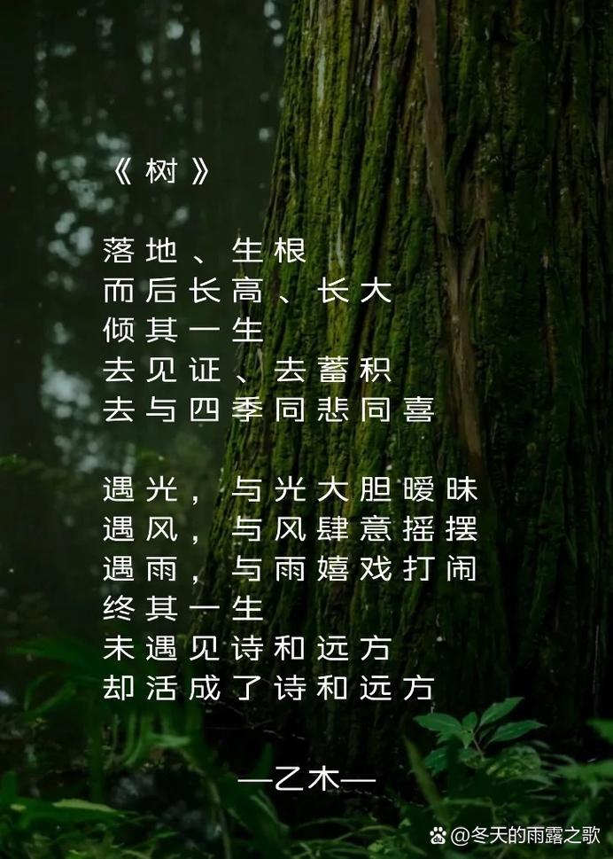 小树藏着怎样的诗意？-图3