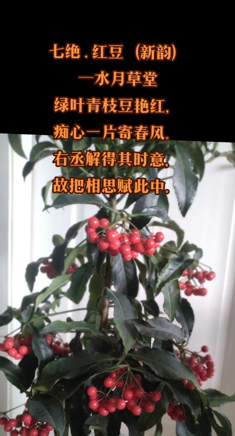 红豆诗中藏何情？-图2