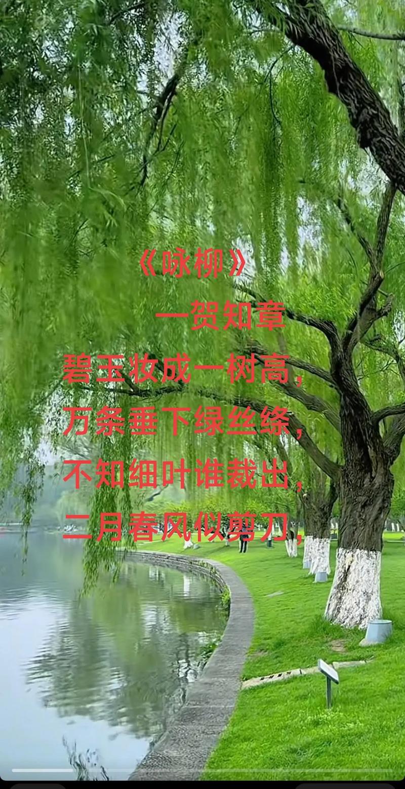 柳树诗中藏着怎样的春天？-图3